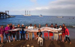 Ghi hình cá đai hiếm dài 17m ở vùng nước nông Mexico