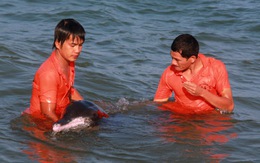 Nhân viên cứu hộ cứu cá heo 200kg kiệt sức dạt bờ