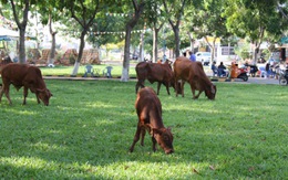 Bò tràn vào công viên gặm cỏ