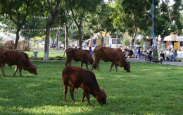 Bò vào công viên gặm cỏ