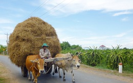 Nét đẹp quê nhà