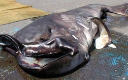 Nhật Bản: bắt được cá mập miệng to quý hiếm