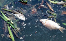 Cá chết nổi trắng kênh Nhiêu Lộc - Thị Nghè