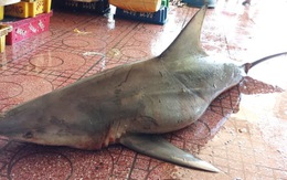 Cá mập dài 1,8 mét mắc lưới ngư dân Quy Nhơn