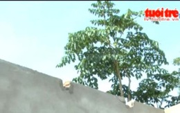 Xem clip Giông lốc khiến hơn 300 ngôi nhà tốc mái, 1 người chết
