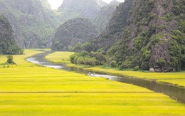 Mùa vàng trên Ngô Đồng giang