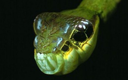 Kì thú sâu bướm "hoá" rắn dọa kẻ thù