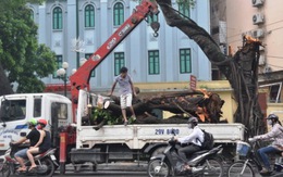 Hà Nội vẫn ngổn ngang cây xanh gãy đổ