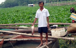Tây Ninh: nồng độ ôxy trong nước suy giảm làm cá chết