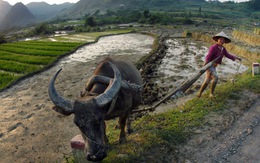 "Bội thực" chính sách giảm nghèo