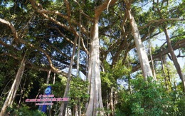 Cây đa 800 năm tuổi thành cây di sản