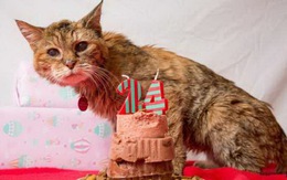 24 tuổi, chú mèo già nhất thế giới qua đời
