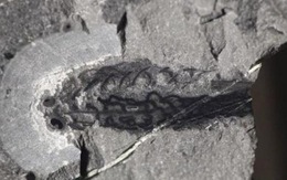 Tìm thấy hóa thạch loài cá nhỏ hơn 500 triệu năm tuổi