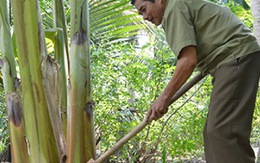 Bụi chuối tình thương