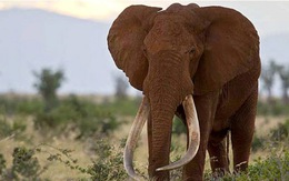 Chú voi lớn nhất thế giới bị sát hại dã man