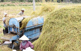 Bàn cách tăng thu nhập cho người trồng lúa