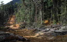 Indonesia qua mặt Brazil về phá rừng