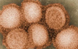 Nhà khoa học Nhật chế tạo "siêu virút" cúm heo H1N1