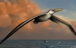 Phát hiện hóa thạch loài chim lớn nhất thế giới