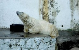 Chú gấu Bắc cực đau khổ nhất hành tinh