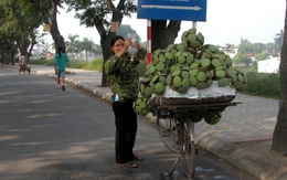 Đi theo những mùa sen