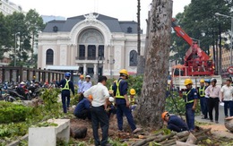 Người Sài Gòn tiếc nuối vì hàng cây cổ thụ bị đốn