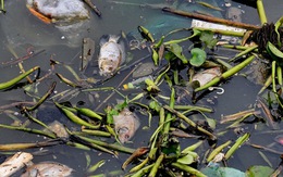 Cá chết trắng kênh Nhiêu Lộc - Thị Nghè