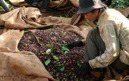 Đắk Lắk: cà phê hứa hẹn được mùa nhờ giống mới