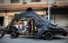 Cá mập voi 2 tấn ra chợ xôn xao Sina Weibo