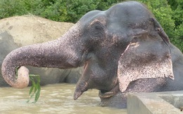 Hạnh phúc mới của chú voi 50 năm bị đày đọa