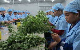 Xuất khẩu rau quả của VN tăng mạnh