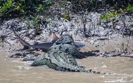 Cá sấu khổng lồ nuốt cá mập dài hơn 3 mét