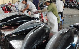 Cá ngừ Bình Định đấu giá tại Nhật giá 240.000 đồng/kg