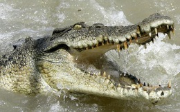 Kinh hoàng cá sấu 4,5m tấn công người câu cá