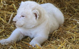 Sư tử trắng quý hiếm chào đời tại rạp xiếc Đức