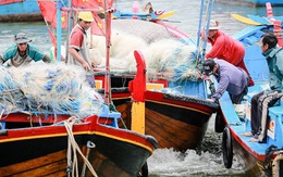 Ngư dân Khánh Hòa được mùa, được giá cá nục