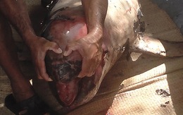 Vớt xác cá heo nặng cả tạ trên sông Châu Đốc