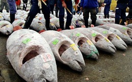 Các nước cắt giảm 50% hoạt động đánh bắt cá ngừ con