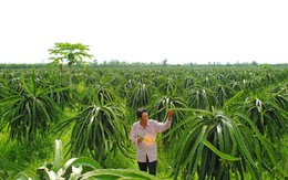 Sẽ xử lý nghiêm vụ thâu tóm đất rừng U Minh Hạ