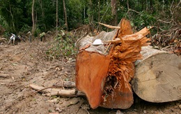 Công an Đắk Lắk nói "VTV dàn dựng phóng sự phá rừng”