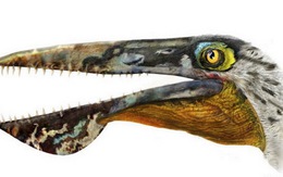 Tìm thấy hóa thạch loài “rồng bay” trong phim Avatar