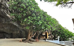 Ươm cây bàng vuông trên đảo Lý Sơn