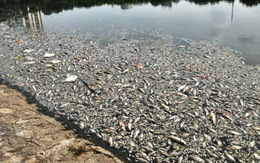 Cá chết trắng hồ Thiền Quang