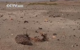 Hơn 500 con chim chết bí ẩn gần hồ nước Trung Quốc