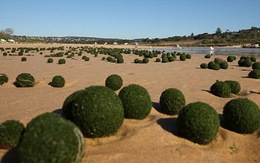 Hàng ngàn quả "trứng xanh" kỳ lạ dạt vào bờ biển Úc