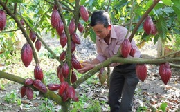 ​Trồng cacao hữu cơ, nguồn lợi tăng thêm từ 40-50 triệu đồng