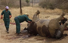 ​Nam Phi diễu hành kêu gọi bảo vệ động vật hoang dã