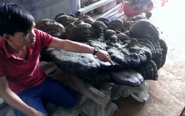 Nấm linh chi "ngàn năm tuổi" nặng 220kg