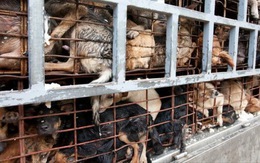 Nạn trộm chó ghê rợn ở Việt Nam lên truyền hình Anh