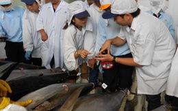 ​Tiếp tục hỗ trợ ngư dân đánh bắt cá ngừ bán sang Nhật